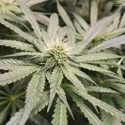 OG Kush huba seed bank 2. run back up