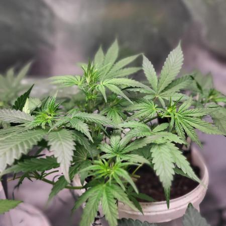 Fas buds purple lemonade Auto