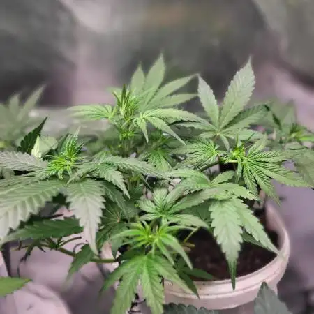 Fas buds purple lemonade Auto