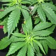 be cherry: Mystery Mary jane Berlin  26"