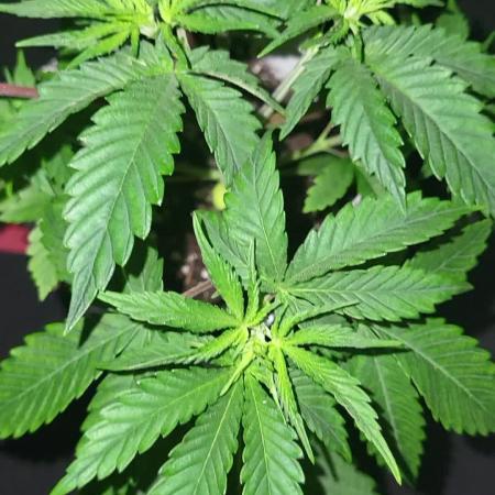 be cherry: Mystery Mary jane Berlin  26"