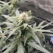 be cherry: Mystery Mary jane Berlin  26"