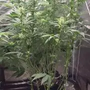 Great White Kush Huba Seed Bank