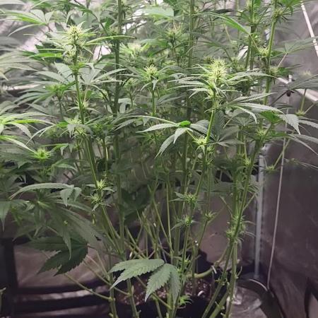 Great White Kush Huba Seed Bank