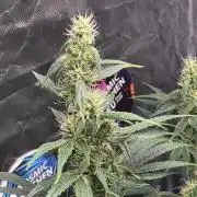 Great White Kush Huba Seed Bank