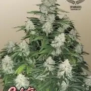 Gelato Auto fast buds