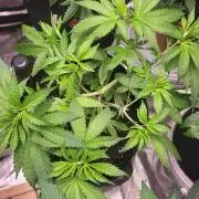 Great White Kush Huba Seed Bank