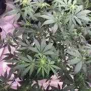 Cherry Cola Autoflower by Barney's Farm