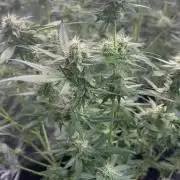 Cherry Cola Autoflower by Barney's Farm