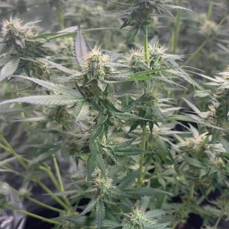 Cherry Cola Autoflower by Barney's Farm