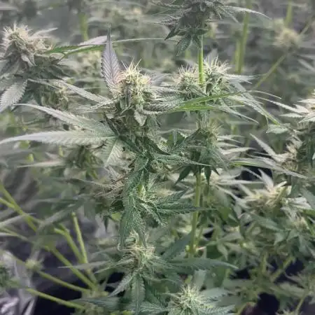 Cherry Cola Autoflower by Barney's Farm