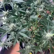 Cherry Cola Autoflower by Barney's Farm