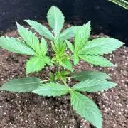 Cherry Cola Autoflower by Barney's Farm