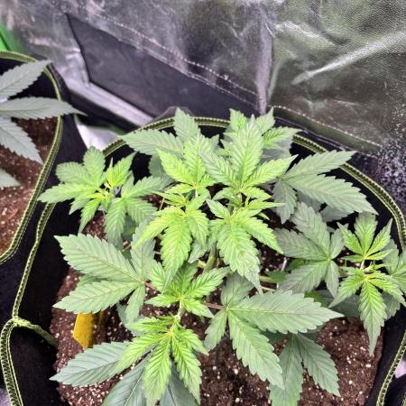 Cherry Cola Autoflower by Barney's Farm