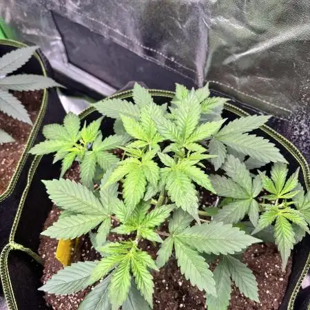 Cherry Cola Autoflower by Barney's Farm
