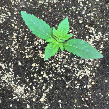 Cherry Cola Autoflower by Barney's Farm