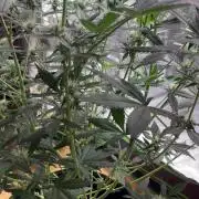 Cherry Cola Autoflower by Barney's Farm
