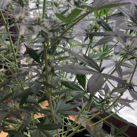 Cherry Cola Autoflower by Barney's Farm