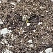Pink apple soda Auto First timer