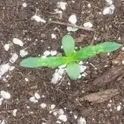 Pink apple soda Auto First timer