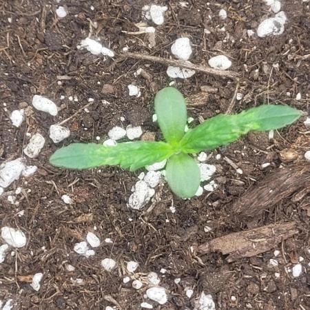 Pink apple soda Auto First timer
