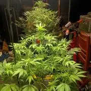 Guava Sundae Auto
