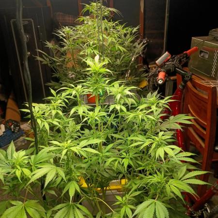 Guava Sundae Auto