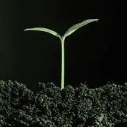 Autoflower
