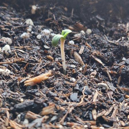 Stanislavs CBD grow