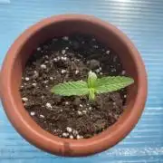 Bonboni