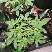 Summer 2026 Indoor Autos