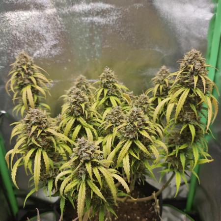 Apple Strudel & Strawberry Gorilla RF3