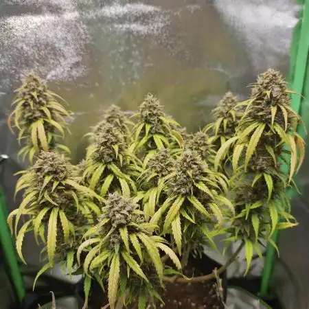 Apple Strudel & Strawberry Gorilla RF3