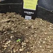 Mendo Cherry Cookies Auto