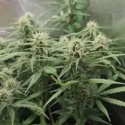 Apple Strudel & Strawberry Gorilla RF3