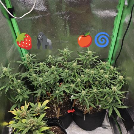 Apple Strudel & Strawberry Gorilla RF3