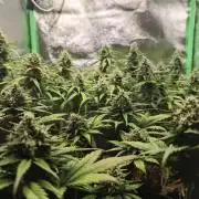 Apple Strudel & Strawberry Gorilla RF3
