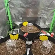 Summer 2026 Indoor Autos