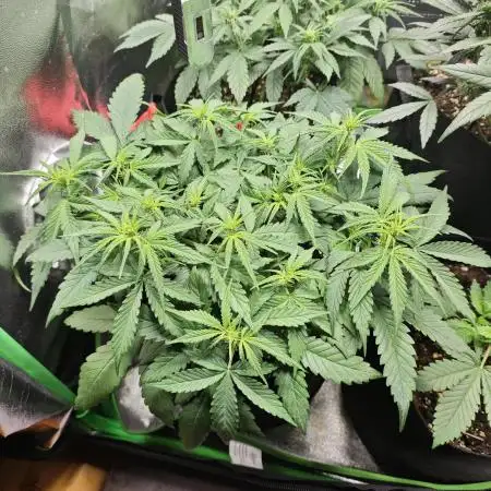 Apple Strudel & Strawberry Gorilla RF3