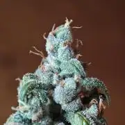 Apple Strudel & Strawberry Gorilla RF3