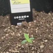 FastBuds Photoperiodic