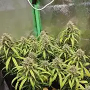Apple Strudel & Strawberry Gorilla RF3