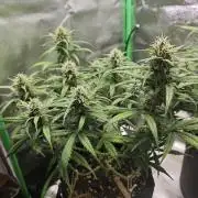 Apple Strudel & Strawberry Gorilla RF3