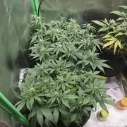 Apple Strudel & Strawberry Gorilla RF3