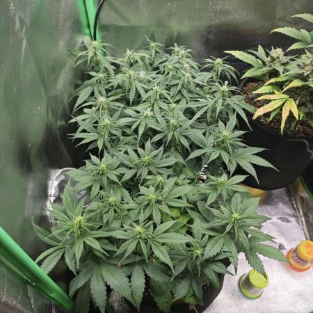 Apple Strudel & Strawberry Gorilla RF3