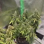 Apple Strudel & Strawberry Gorilla RF3