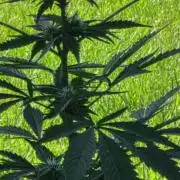 Fl🥦wer Child