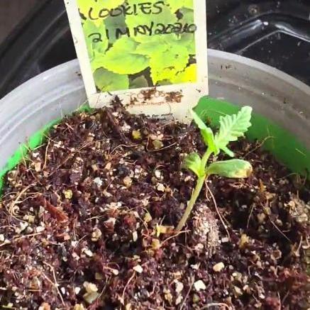 2ND ROUND GROW 2026