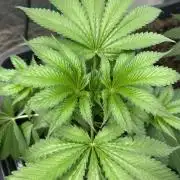 Future Frost #1