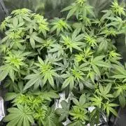 GG#4 Strain Test
